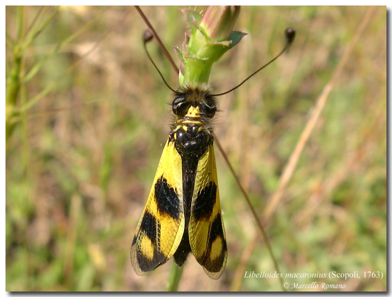 Ascalaphidae nel Forum: indice delle immagini e nuove foto